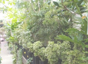 観葉植物