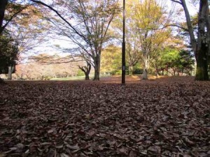 大量の落ち葉