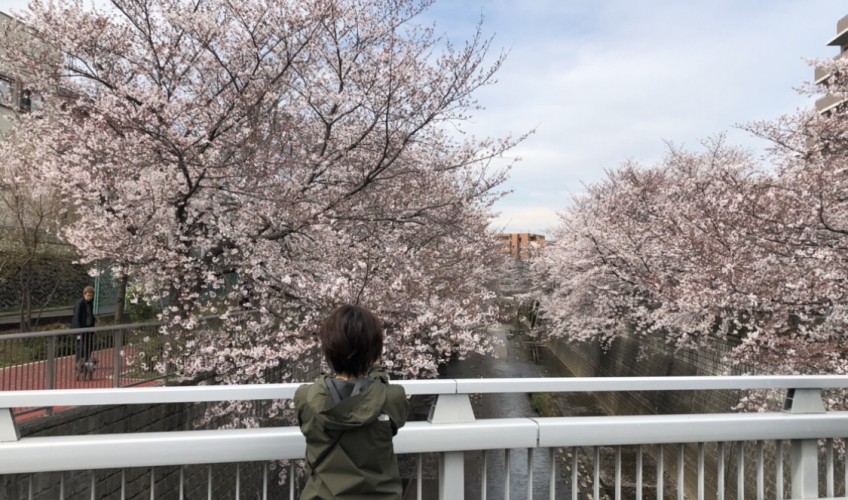 安全な花見を求めて石神井川遊歩道へ( ◠‿◠ )